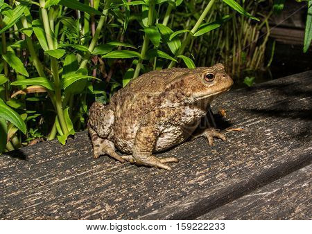 Toad
