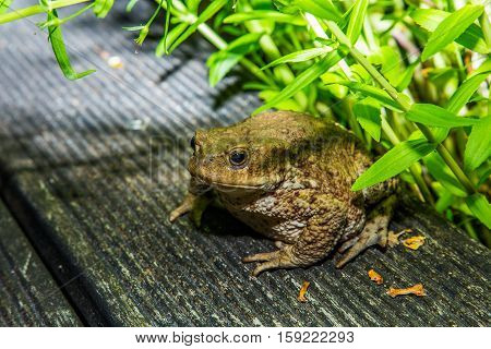 Toad