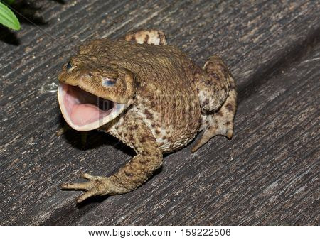 Toad