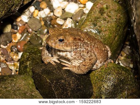 Toad