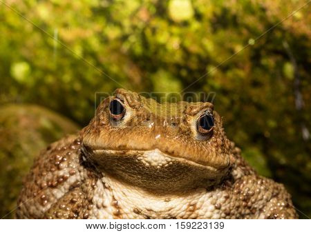 Toad