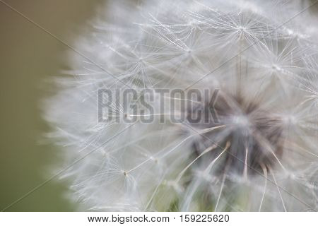 Dandy #2