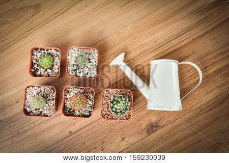 Little beautiful cactus with watering on wood background hipster tone and soft focus