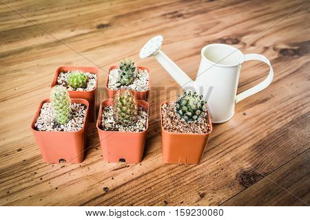 Little beautiful cactus with watering on wood background hipster tone and soft focus