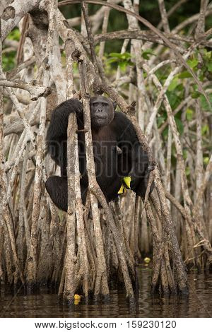 Beautiful and nice chimpanzee in the nature habitat in Africa