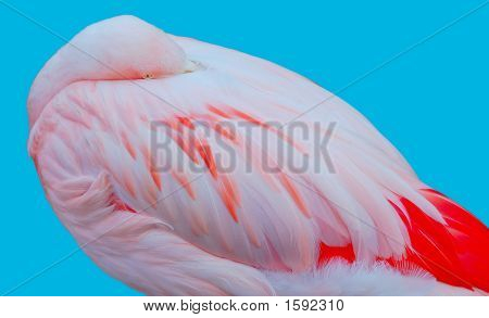 Florida Pink Flamingo