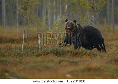 Brown bear in the nature habitat of finland land, finland wildlife, rare encounter, big predator, european wild nature, forest king