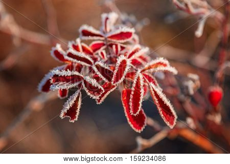 Autumn branch of wild rose with hoarfrost in the sunshine as the backdrop.