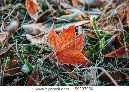 Autumn leaves and grass with hoarfrost frosty sunny morning as a background.