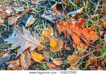 Autumn Oak leaves and grass with hoarfrost frosty sunny morning as a background.