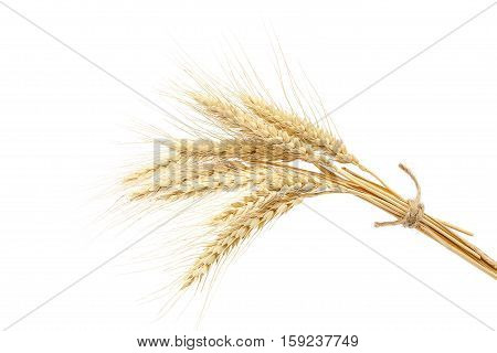 Sheaf of wheat ears isolated on white background.