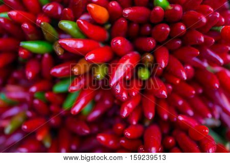 Red hot chilly pepers closeup background