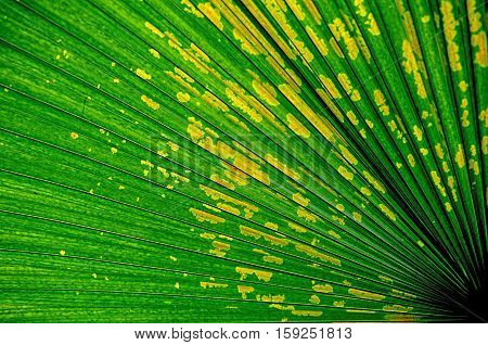 Close up shot of unique patterns on the leaf of an exotic palm tree.