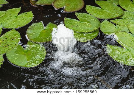 Pond with water fountain for additional supply of oxygen.