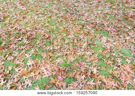 Warm autumn colored oak tree leaves background on the grass lawn