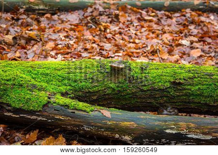 Tree Hub Growing On Trunk
