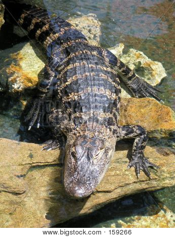 Baby Aligator