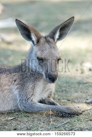 Kangaroo resting up in grasslands in the Australian Outback. Young Kangaroo resting close-up. Australian wildlife