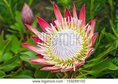 Spring In The Fynbos Flowers