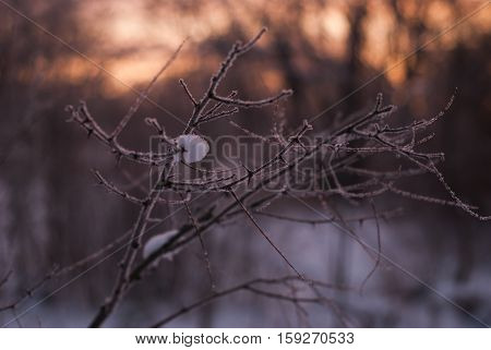 Branches Without Leaves, Thorns, Cold Winter Morning