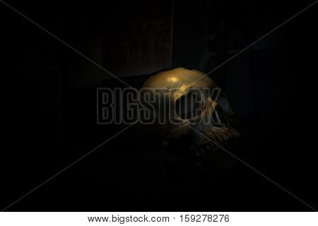 spotlight Shines on skull in dark room