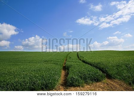 The sky is the limit! Green meadow with a road to the horizon