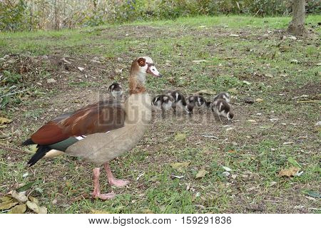 A Nile goose with some goslings on grass