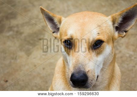 A Street Dog Looking In The Camera