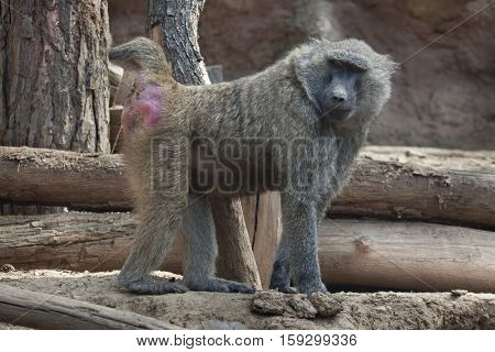 Olive baboon (Papio anubis), also known as the Anubis baboon.