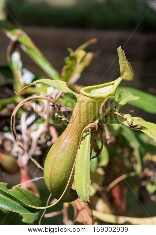 Close up nepenthes tropical pitcher plants or monkey cups in forest.