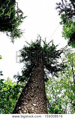 Unique perspective of a large pine tree.