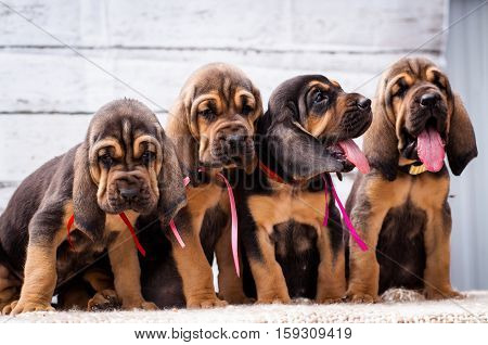 Beautiful puppies Bloodhound on a light background. Four bloodhound puppy