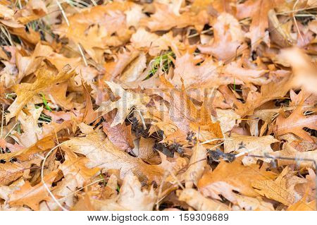 Dry Oak Leaves Lying On Ground