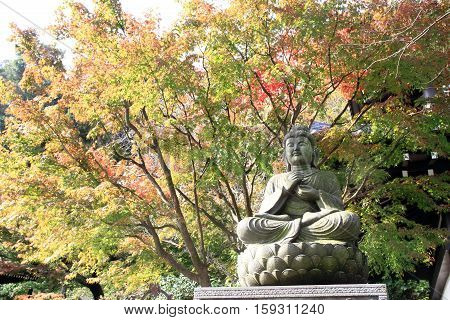Buddha image and Autumn leaves in Hasedera Kamakura