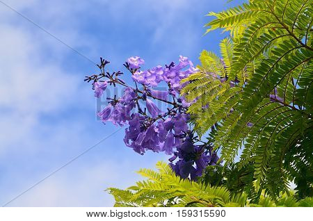 Jacaranda mimosifolia with purple-blue flowers against the sky in Tenerife,Canary Islands,Spain.Jacaranda tree.