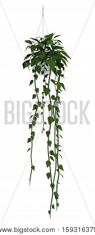 3D rendering of a bazilian jasmine in a flower pot isolated on white background
