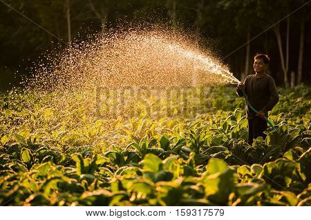 Farmers were growing tobacco in a converted tobacco growing in the country thailand.