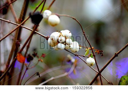 Ornamental shrub of david´s milkberry. Snowberry bush. Selected focus.
