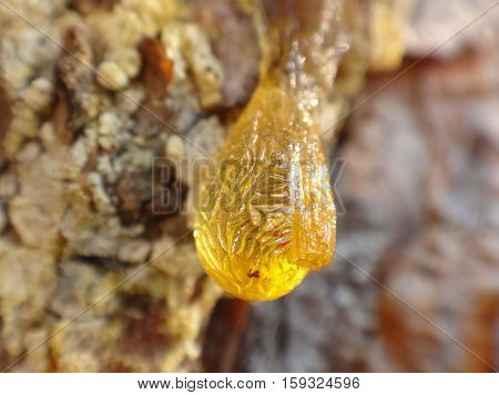 Yellow drop of resin on the tree