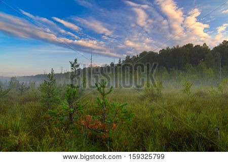 Landscape bog. Dwarf pines. Dawn. Fog. Sky