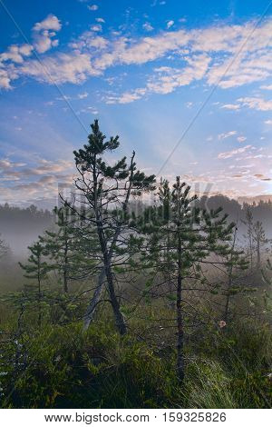 Two dwarf pine on bog. Early morning.
