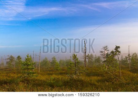 Landscape bog. Dwarf pines. Dawn. Fog. Morning