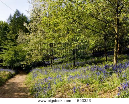 Percorso attraverso Bluebell Wood