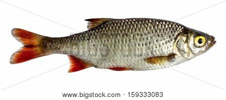 Isolated rudd a kind of fish from the side. Live fish with flowing fins. River fish