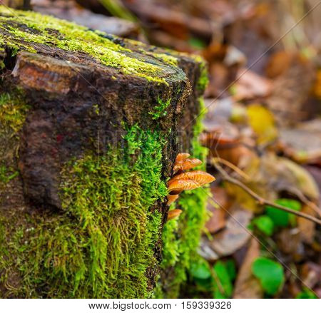 Tree Hub Growing On Trunk