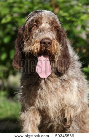 Italian Wire-haired Pointing Dog Sitting In The Garden