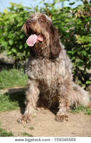 Italian Wire-haired Pointing Dog Sitting In The Garden