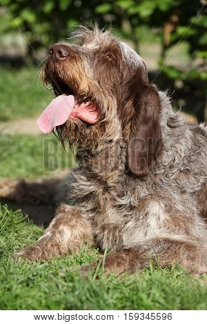 Italian Wire-haired Pointing Dog Resting In The Garden