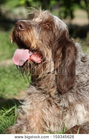 Italian Wire-haired Pointing Dog Resting In The Garden
