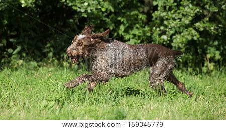 Wire-haired Pointing Dog running in nature in the grass